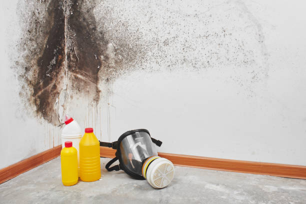 Best Mold Damage Repair  in Baileys Crossroads, VA