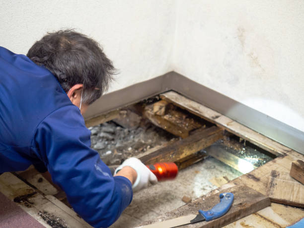 Mold Removal Process in Baileys Crossroads, VA