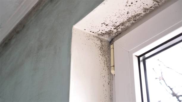 Best Commercial Mold Removal  in Baileys Crossroads, VA
