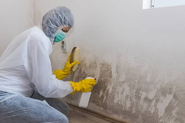 Best Black Mold Removal  in Baileys Crossroads, VA