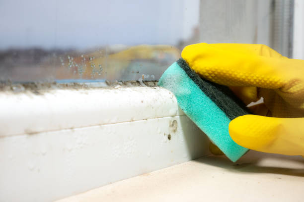 Best Attic Mold Removal  in Baileys Crossroads, VA