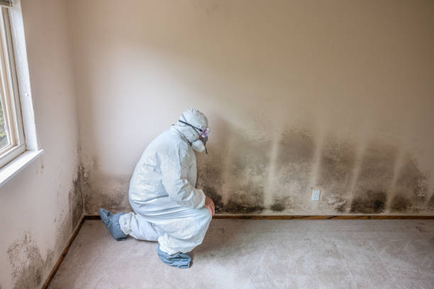 Mold Removal and Inspection in Baileys Crossroads, VA