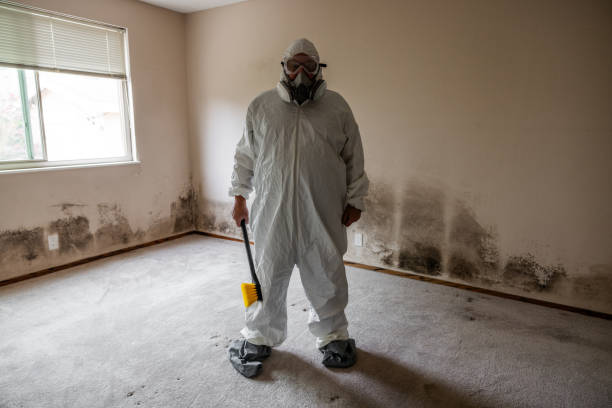 Best Professional Mold Removal  in Baileys Crossroads, VA