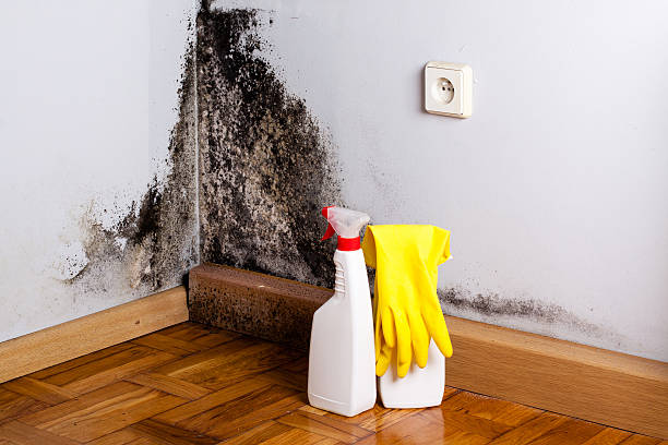 Best Mold Removal Company Near Me  in Baileys Crossroads, VA