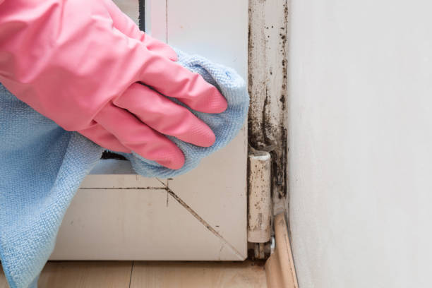 Best Office Mold Removal Services  in Baileys Crossroads, VA