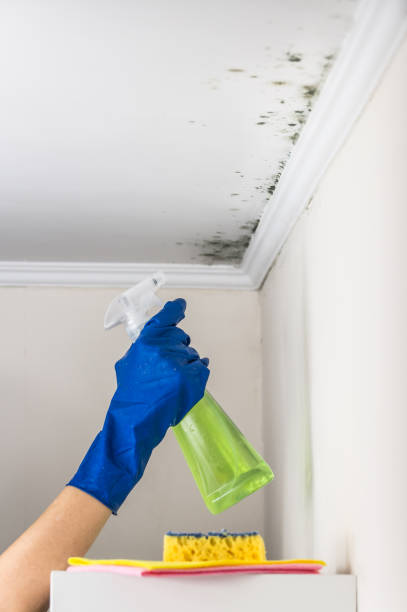 Best Mold Cleaning Services  in Baileys Crossroads, VA