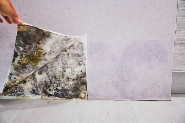 Best Mold Removal Near Me  in Baileys Crossroads, VA